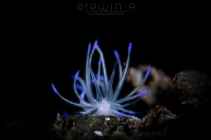 A N G E L
Nudibranch (Unidenthia angelvaldesi)
Tulamben... by Irwin Ang 